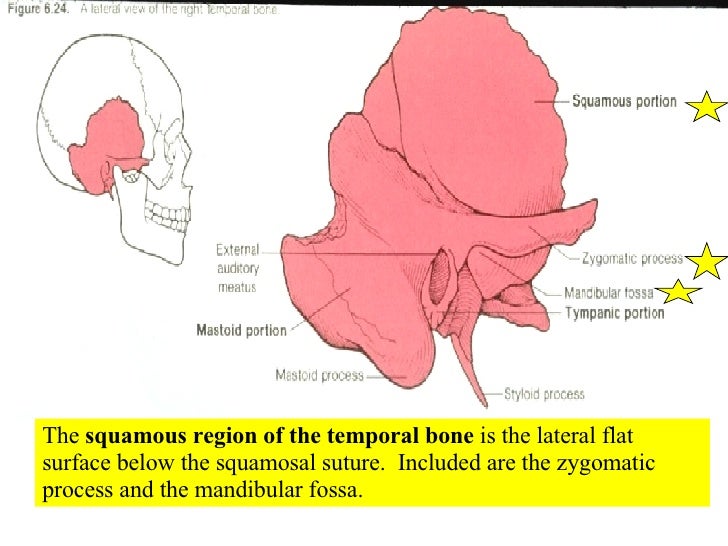 04 Axial Skeleton Skull