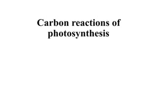 Carbon reactions of
photosynthesis
 