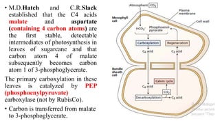 04-Carbon reactions of photosynthesisb.pptx