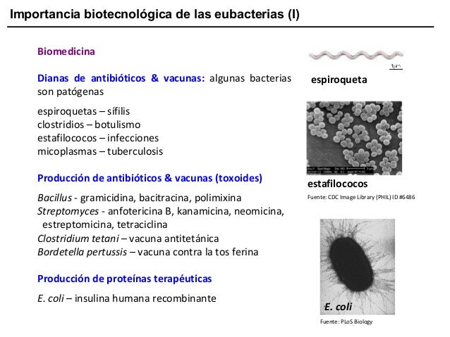 Importancia biotecnológica de las eubacterias (I)
Biomedicina
Dianas de antibióticos & vacunas: algunas bacterias
son pató...