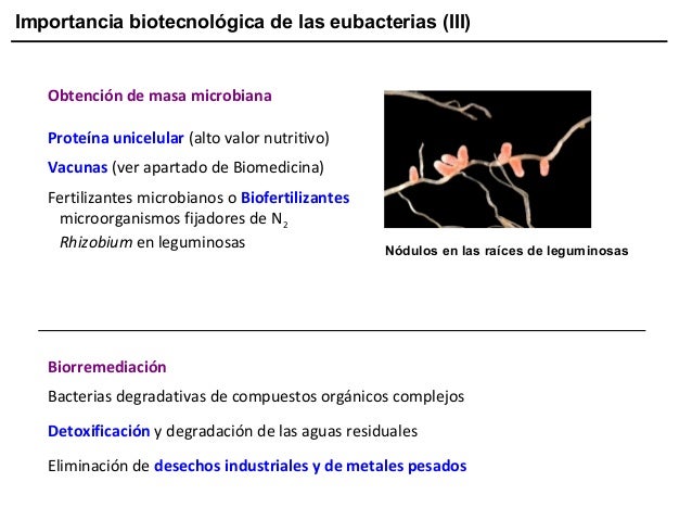 Importancia biotecnológica de las eubacterias (III)

Obtención de masa microbiana
Proteína unicelular (alto valor nutritiv...