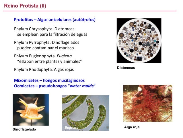 Reino Protista (II)
Protofitos – Algas unicelulares (autótrofos)
Phylum Chrysophyta. Diatomeas
se emplean para la filtraci...