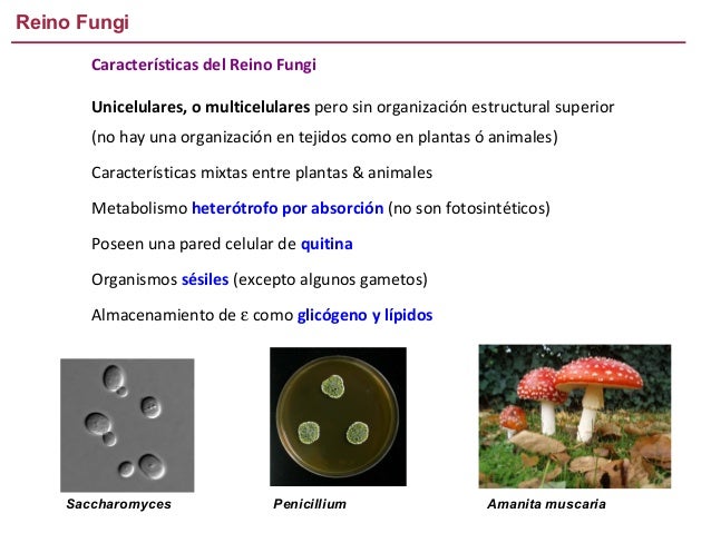 Reino Fungi
Características del Reino Fungi
Unicelulares, o multicelulares pero sin organización estructural superior
(no ...