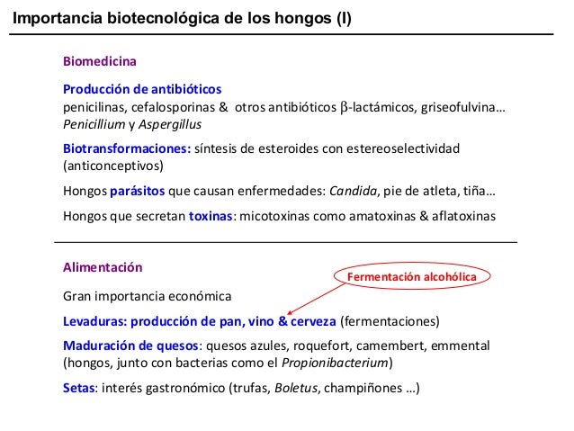 Importancia biotecnológica de los hongos (I)
Biomedicina
Producción de antibióticos
penicilinas, cefalosporinas & otros an...