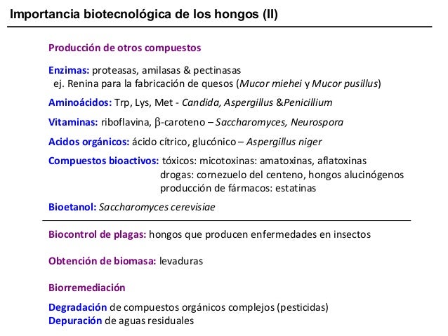 Importancia biotecnológica de los hongos (II)
Producción de otros compuestos
Enzimas: proteasas, amilasas & pectinasas
ej....