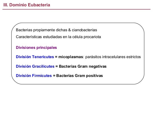 III. Dominio Eubacteria

Bacterias propiamente dichas & cianobacterias
Características estudiadas en la célula procariota
...
