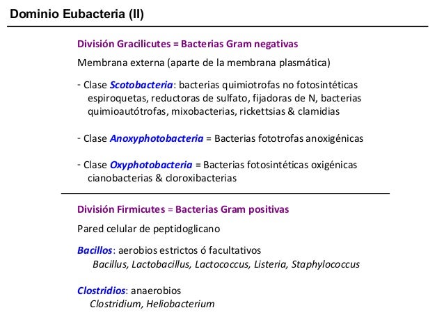 Dominio Eubacteria (II)
División Gracilicutes = Bacterias Gram negativas
Membrana externa (aparte de la membrana plasmátic...