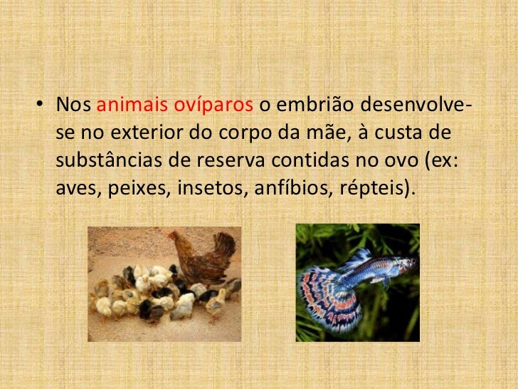Diversas Espécies De Seres Vivos Se Reproduzem