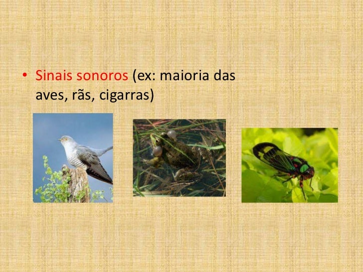 Diversas Espécies De Seres Vivos Se Reproduzem