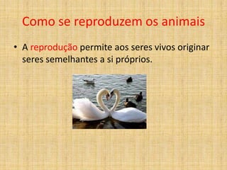 Como se reproduzem os animais
• A reprodução permite aos seres vivos originar
seres semelhantes a si próprios.

 