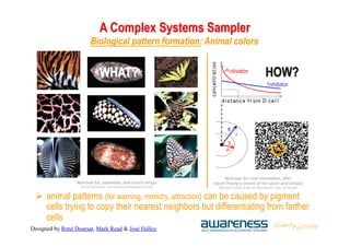 Designed by René Doursat, Mark Read & José Halloy
A Complex Systems Sampler
Biological pattern formation: Animal colors
Ma...