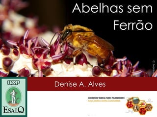 Denise A. Alves 
Giorgio Venturieri 
Abelhas sem Ferrão 
C. Menezes  
