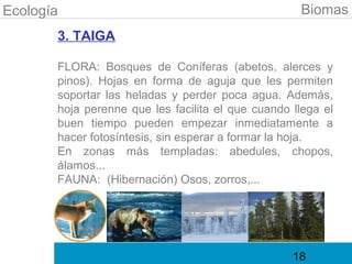Ecología                                            Biomas
       3. TAIGA

       FLORA: Bosques de Coníferas (abetos, alerces y
       pinos). Hojas en forma de aguja que les permiten
       soportar las heladas y perder poca agua. Además,
       hoja perenne que les facilita el que cuando llega el
       buen tiempo pueden empezar inmediatamente a
       hacer fotosíntesis, sin esperar a formar la hoja.
       En zonas más templadas: abedules, chopos,
       álamos...
       FAUNA: (Hibernación) Osos, zorros,...




                                                   18
 