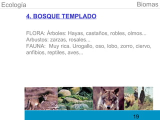 Ecología                                            Biomas
       4. BOSQUE TEMPLADO

       FLORA: Árboles: Hayas, castaños, robles, olmos...
       Arbustos: zarzas, rosales...
       FAUNA: Muy rica. Urogallo, oso, lobo, zorro, ciervo,
       anfibios, reptiles, aves...




                                                   19
 
