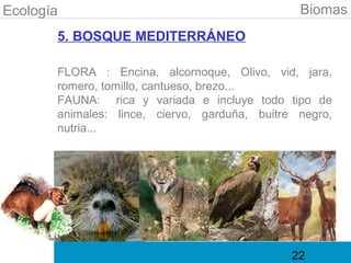 Ecología                                        Biomas
       5. BOSQUE MEDITERRÁNEO

       FLORA : Encina, alcornoque, Olivo, vid, jara,
       romero, tomillo, cantueso, brezo...
       FAUNA: rica y variada e incluye todo tipo de
       animales: lince, ciervo, garduña, buitre negro,
       nutria...




                                               22
 