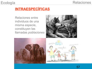 Ecología                      Relaciones
       INTRAESPECÍFICAS

       Relaciones entre
       individuos de una
       misma especie,
       constituyen las
       llamadas poblaciones




                                57
 