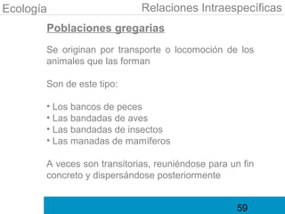 Ecología                     Relaciones Intraespecíficas
       Poblaciones gregarias
       Se originan por transporte o locomoción de los
       animales que las forman

       Son de este tipo:

       • Los bancos de peces
       • Las bandadas de aves
       • Las bandadas de insectos
       • Las manadas de mamíferos

       A veces son transitorias, reuniéndose para un fin
       concreto y dispersándose posteriormente


                                                   59
 