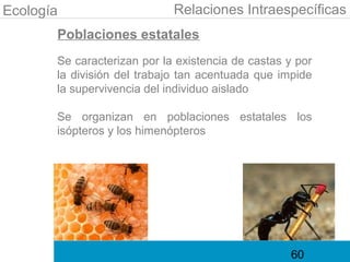 Ecología                     Relaciones Intraespecíficas
       Poblaciones estatales
       Se caracterizan por la existencia de castas y por
       la división del trabajo tan acentuada que impide
       la supervivencia del individuo aislado

       Se organizan en poblaciones estatales los
       isópteros y los himenópteros




                                                   60
 