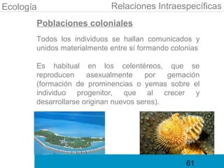 Ecología                    Relaciones Intraespecíficas
       Poblaciones coloniales
       Todos los individuos se hallan comunicados y
       unidos materialmente entre sí formando colonias

       Es habitual en los celentéreos, que se
       reproducen     asexualmente     por   gemación
       (formación de prominencias o yemas sobre el
       individuo progenitor, que al crecer y
       desarrollarse originan nuevos seres).




                                                  61
 