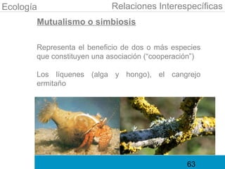 Ecología                    Relaciones Interespecíficas
       Mutualismo o simbiosis

       Representa el beneficio de dos o más especies
       que constituyen una asociación (“cooperación”)

       Los líquenes (alga y hongo), el cangrejo
       ermitaño




                                                 63
 