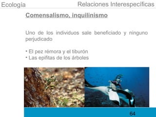 Ecología                      Relaciones Interespecíficas
       Comensalismo, inquilinismo

       Uno de los individuos sale beneficiado y ninguno
       perjudicado

       • El pez rémora y el tiburón
       • Las epifitas de los árboles




                                                64
 