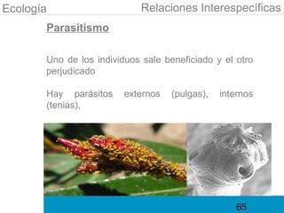 Ecología                    Relaciones Interespecíficas
       Parasitismo

       Uno de los individuos sale beneficiado y el otro
       perjudicado

       Hay parásitos     externos   (pulgas),   internos
       (tenias),




                                                   65
 
