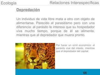Ecología                     Relaciones Interespecíficas
       Depredación

       Un individuo de vida libre mata a otro con objeto de
       alimentarse. Parecido al parasitismo pero con una
       diferencia: al parásito le interesa que su hospedador
       viva mucho tiempo, porque de él se alimenta,
       mientras que al depredador que muera pronto.

                                 Por hacer un símil económico: el
                                 parásito vive del interés, mientras
                                 que el depredador del capital.




                                                         66
 