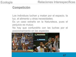 Ecología                    Relaciones Interespecíficas
       Competición

       Los individuos luchan y matan por el espacio, la
       luz, el alimento u otras necesidades.
       Es un caso extraño en la Naturaleza, pues el
       perjuicio es mutuo.
       No hay que confundirlo con las luchas por el
       posicionamiento en las especies




                                                   67
 