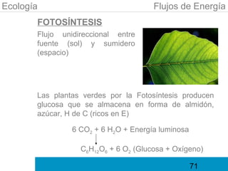 Ecología                              Flujos de Energía
       FOTOSÍNTESIS
       Flujo unidireccional entre
       fuente (sol) y sumidero
       (espacio)




       Las plantas verdes por la Fotosíntesis producen
       glucosa que se almacena en forma de almidón,
       azúcar, H de C (ricos en E)

                6 CO2 + 6 H2O + Energía luminosa

                  C6H12O6 + 6 O2 (Glucosa + Oxígeno)

                                                   71
 