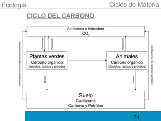 Ecología                                                                                                                   Ciclos de Materia
                                                 CICLO DEL CARBONO
                                                                                                 Atmósfera e Hidrosfera
                                                                                                         CO2

                                                           Fotosíntesis




                                                                                                                                    Respiración
                                                                                   Respiración
     Descomposición de cadáveres por bacterias




                                                                                                                                                           Combustiones de carbonos y petróleos
                                                  Plantas verdes                                                                Animales
                                                   Carbono orgánico                                                         Carbono orgánico
                                                 (glúcidos, lípidos y prótidos)                                           (glúcidos, lípidos y prótidos)




                                                                                                                                                  Muerte
                                                                          Muerte




                                                                                                       Suelo
                                                                                                    Cadáveres
                                                                                                 Carbono y Petróleo


                                                                                                                                                      74
 