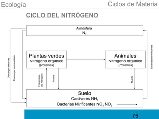 Ecología                                                                                                        Ciclos de Materia
                                                       CICLO DEL NITRÓGENO
                                                                                              Atmósfera
                                                                                                  N2




                                                                                                                                         Bacterias desnitrificantes
                                                       Plantas verdes                                                 Animales
                         Fijación por quimiosíntesis
  Descargas eléctricas




                                                       Nitrógeno orgánico                                       Nitrógeno orgánico
                                                             (proteínas)                                               (Proteínas)
                                                           del Nitrógeno
                                                           Fotosíntesis




                                                                           Muerte




                                                                                                                                Muerte
                                                                                               Suelo
                                                                                            Cadáveres NH3
                                                                                    Bacterias Nitrificantes NO2 NO3


                                                                                                                                    75
 