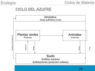 Ecología                                                                              Ciclos de Materia
                                  CICLO DEL AZUFRE

                                                                Atmósfera
                                                            Ácido sulfhídrico (H2S)




                                  Plantas verdes                                        Animales
     Bacterias de Putrefacci´ón




                                      Proteínas                                          Proteínas
                                       Absorción




                                                   Muerte




                                                                                                 Muerte




                                                                                                          Lluvia
                                                                   Suelo
                                                           Sulfatos solubres
                                                   Sulfobacterias (producen sulfatos)


                                                                                                     76
 