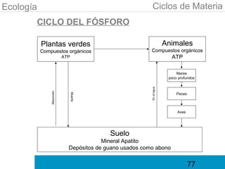 Ecología                                                    Ciclos de Materia
       CICLO DEL FÓSFORO

           Plantas verdes                                              Animales
           Compuestos orgánicos                           Compuestos orgánicos
                           ATP                                           ATP

                                                                            Mares
                                                                        poco profundos




                                                          En el agua
               Absorción




                                                                            Peces
                                 Muerte




                                                                            Aves




                                           Suelo
                                         Mineral Apatito
                             Depósitos de guano usados como abono


                                                                                    77
 