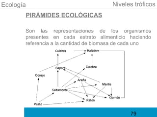 Ecología                               Niveles tróficos
       PIRÁMIDES ECOLÓGICAS

       Son las representaciones de los organismos
       presentes en cada estrato alimenticio haciendo
       referencia a la cantidad de biomasa de cada uno




                                              79
 