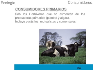 Ecología                               Consumidores
       CONSUMIDORES PRIMARIOS
       Son los Herbívoros que se alimentan de los
       productores primarios (plantas y algas).
       Incluye parásitos, mutualistas y comensales




                                             84
 