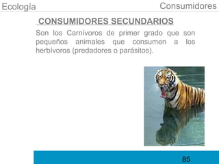 Ecología                               Consumidores
           CONSUMIDORES SECUNDARIOS
       Son los Carnívoros de primer grado que son
       pequeños animales que consumen a los
       herbívoros (predadores o parásitos).




                                             85
 