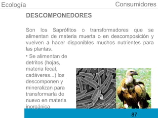 Ecología                                 Consumidores
       DESCOMPONEDORES

       Son los Saprófitos o transformadores que se
       alimentan de materia muerta o en descomposición y
       vuelven a hacer disponibles muchos nutrientes para
       las plantas.
       • Se alimentan de
       detritos (hojas,
       materia fecal,
       cadáveres...) los
       descomponen y
       mineralizan para
       transformarla de
       nuevo en materia
       inorgánica
                                                87
 