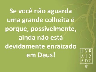 Se você não aguarda
uma grande colheita é
porque, possivelmente,
ainda não está
devidamente enraizado
em Deus!
 