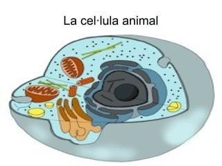 La cel·lula animal
 