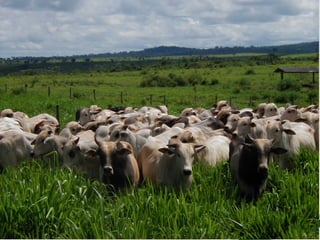 w	
  w	
  w	
  .	
  e	
  x	
  a	
  g	
  r	
  o	
  .	
  c	
  o	
  m	
  .	
  b	
  r	
  
 