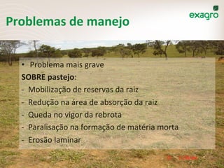 w	
  w	
  w	
  .	
  e	
  x	
  a	
  g	
  r	
  o	
  .	
  c	
  o	
  m	
  .	
  b	
  r	
  
Problemas	
  de	
  manejo	
  
•  Problema	
  mais	
  grave	
  
SOBRE	
  pastejo:	
  
-­‐	
  	
  Mobilização	
  de	
  reservas	
  da	
  raiz	
  	
  
-­‐	
  	
  Redução	
  na	
  área	
  de	
  absorção	
  da	
  raiz	
  
-­‐	
  	
  Queda	
  no	
  vigor	
  da	
  rebrota	
  
-­‐	
  	
  Paralisação	
  na	
  formação	
  de	
  matéria	
  morta	
  	
  	
  	
  	
  	
  	
  	
  	
  
-­‐	
  	
  Erosão	
  laminar	
  
	
  
 