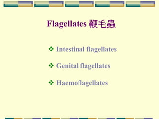 Flagellates 鞭毛蟲
 Intestinal flagellates
 Genital flagellates
 Haemoflagellates
 