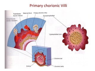 Chorionic Villious 04 implantation | PPT