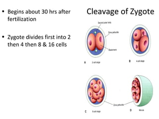 Cleavage of Zygote• Begins about 30 hrs after
fertilization
• Zygote divides first into 2
then 4 then 8 & 16 cells
 