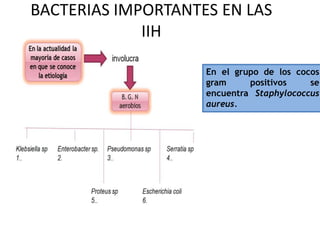ESCHERICHIA COLIBacilo Gram (-) No esporulado.forma acido y gas apartir de amplia variedad de carbohidratos. En Pacientes debilitados; es  encontrado  en procesos que dan lugar a  una bacteremia y shock septico grave. Uno de los factores es el sondaje vesical.Las infecciones urinarias bajas comunitarias están causadas por un escaso número de especies bacterianas y más del 95% de ellas son producidas por una sola especie.Por tipo de infección, en la mujer joven sin factores de riesgo están producidas casi exclusivamente por Escherichiacoli (80-90% de los casos). 