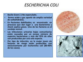KLEBSIELLA PNEUMONIAEEs el agente causal de las infecciones de tejidos blandos e infecciones de herida quirúrgica. Son especialmente susceptibles los pacientes ingresados UCI, neonatos.