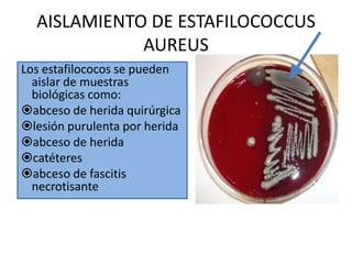 lesión purulenta por herida  