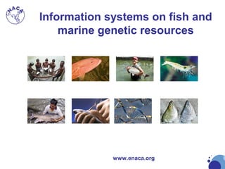 www.enaca.org
Information systems on fish and
marine genetic resources
 