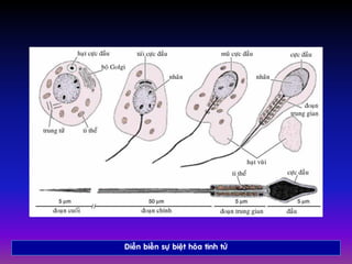 Dieãn bieán söï bieät hoùa tinh töû
 