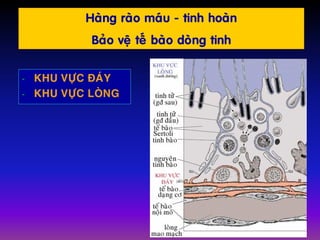 Haøng raøo maùu - tinh hoaøn
Baûo veä teá baøo doøng tinh
- KHU VÖÏC ÑAÙY
- KHU VÖÏC LOØNG
 